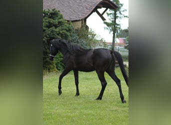 Arabian horses, Mare, 2 years, 15.1 hh, Black