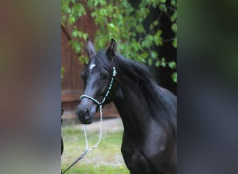Arabian horses, Mare, 2 years, 15.1 hh, Black