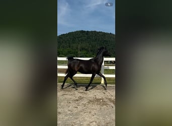 Arabian horses, Mare, 2 years, 15.1 hh, Black