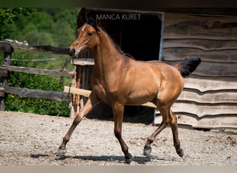 Arabian horses, Mare, 2 years, 15.1 hh, Brown