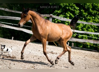 Arabian horses, Mare, 2 years, 15.1 hh, Brown