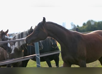 Arabian horses, Mare, 2 years, 15,1 hh, Brown