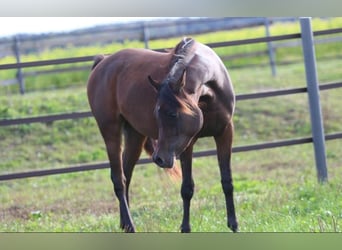 Arabian horses, Mare, 2 years, 15,1 hh, Brown