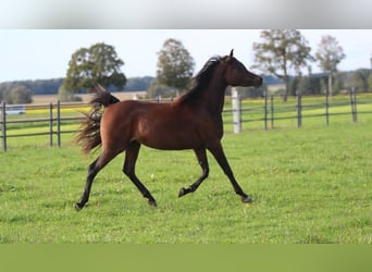 Arabian horses, Mare, 2 years, 15,1 hh, Brown