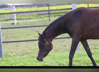 Arabian horses, Mare, 2 years, 15,1 hh, Brown