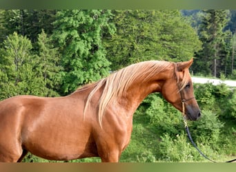 Arabian horses, Mare, 2 years, 15.1 hh, Chestnut