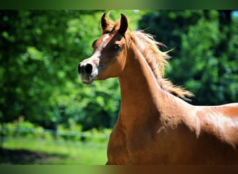 Arabian horses, Mare, 2 years, 15,1 hh, Chestnut-Red