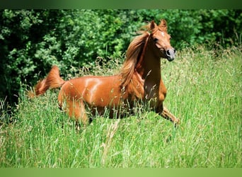 Arabian horses, Mare, 2 years, 15,1 hh, Chestnut-Red