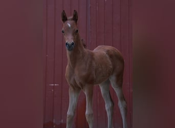 Arabian horses, Mare, 2 years, 15.1 hh