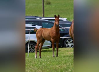 Arabian horses, Mare, 2 years, 15.1 hh