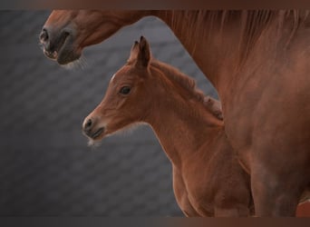 Arabian horses, Mare, 2 years, 15.1 hh