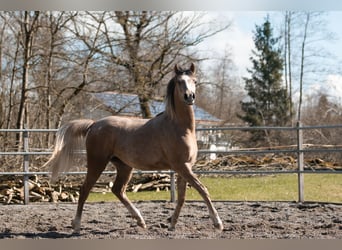 Arabian horses, Mare, 2 years, 15.1 hh, Gray