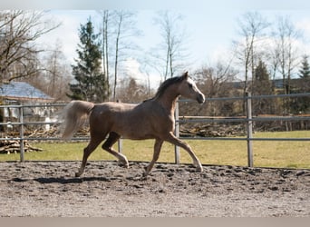 Arabian horses, Mare, 2 years, 15.1 hh, Gray