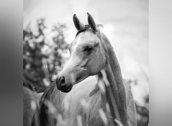 Arabian horses, Mare, 2 years, 15,1 hh, Gray