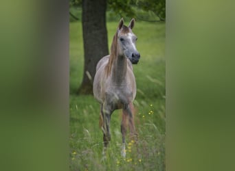 Arabian horses, Mare, 2 years, 15,1 hh, Gray