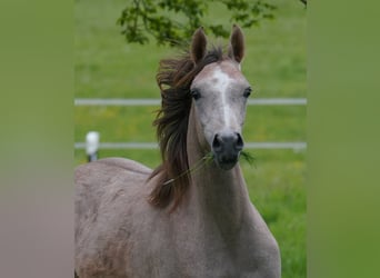 Arabian horses, Mare, 2 years, 15,1 hh, Gray