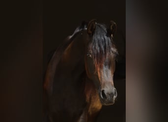 Arabian horses, Mare, 2 years, 15.2 hh, Bay-Dark