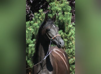 Arabian horses, Mare, 2 years, 15.2 hh, Black
