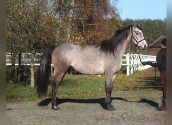 Arabian horses, Mare, 2 years, 15.3 hh, Gray