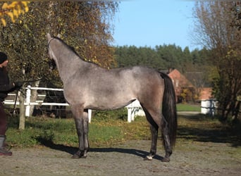 Arabian horses, Mare, 2 years, 15.3 hh, Gray
