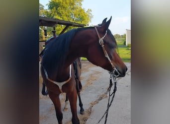 Arabian horses, Mare, 2 years, 15 hh, Bay