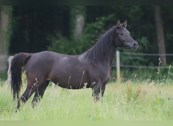 Arabian horses, Mare, 2 years, 15 hh, Black