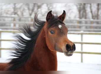 Arabian horses, Mare, 2 years, 15 hh, Brown