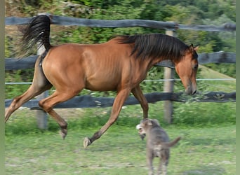 Arabian horses, Mare, 2 years, 15 hh, Brown
