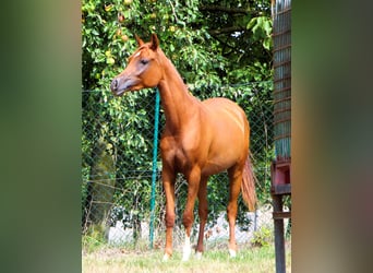 Arabian horses, Mare, 2 years, 15 hh, Chestnut-Red