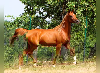Arabian horses, Mare, 2 years, 15 hh, Chestnut-Red