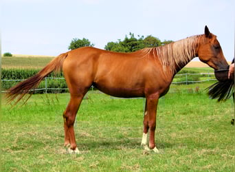 Arabian horses, Mare, 2 years, 15 hh, Chestnut-Red