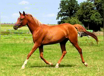 Arabian horses, Mare, 2 years, 15 hh, Chestnut-Red