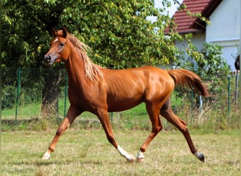 Arabian horses, Mare, 2 years, 15 hh, Chestnut-Red