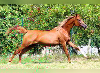 Arabian horses, Mare, 2 years, 15 hh, Chestnut-Red