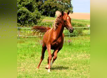 Arabian horses, Mare, 2 years, 15 hh, Chestnut-Red