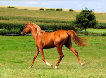 Arabian horses, Mare, 2 years, 15 hh, Chestnut-Red