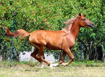Arabian horses, Mare, 2 years, 15 hh, Chestnut-Red
