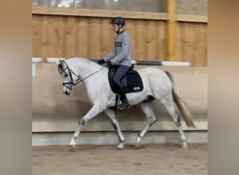 Arabian horses, Mare, 2 years, 15 hh, Chestnut-Red