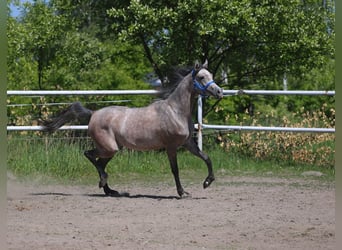 Arabian horses, Mare, 2 years, 15 hh, Gray