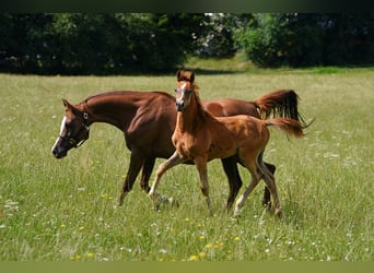 Arabian horses, Mare, 2 years, 15 hh, Gray