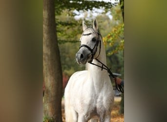 Arabian horses, Mare, 2 years, 15 hh, Gray