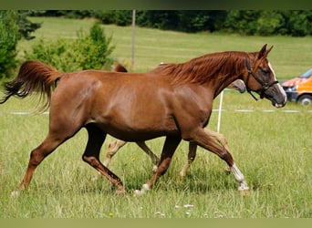 Arabian horses, Mare, 2 years, 15 hh, Gray