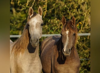 Arabian horses, Mare, 2 years, 15 hh, Gray