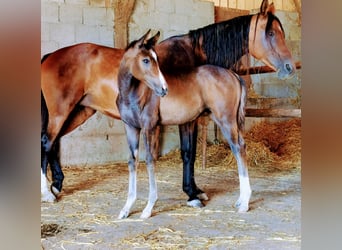 Arabian horses, Mare, 2 years, 15 hh, Gray-Fleabitten