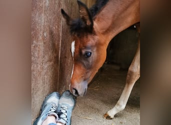 Arabian horses, Mare, 2 years, 15 hh, Gray-Fleabitten