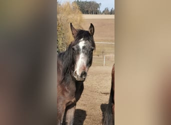 Arabian horses, Mare, 2 years, 15 hh, Gray-Fleabitten