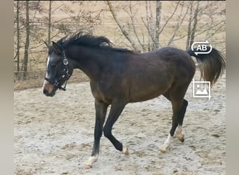 Arabian horses, Mare, 2 years, 15 hh, Gray-Fleabitten