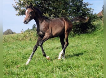 Arabian horses, Mare, 2 years, 15 hh, Gray-Fleabitten