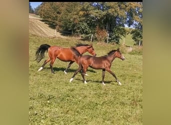 Arabian horses, Mare, 2 years, 15 hh, Gray-Fleabitten