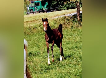 Arabian horses, Mare, 2 years, 15 hh, Gray-Fleabitten